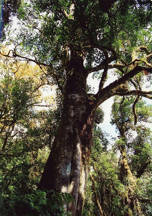 最大野生茶树