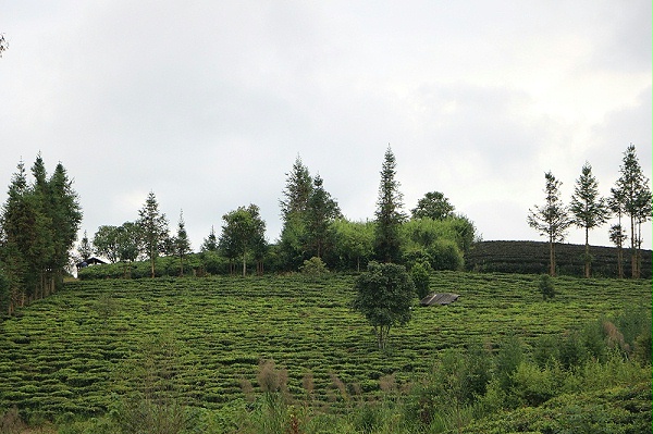 叶片情茶山