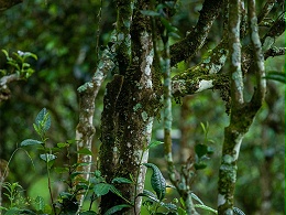 勐库十八寨之公弄-公弄古树茶的特点,公弄大寨古树茶