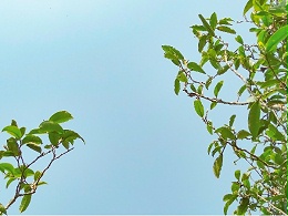 春茶里的头采茶、头春茶、明前茶、雨前茶都有些什么区别-叶片情茶厂