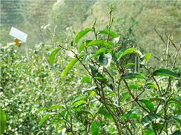 勐库十八寨之那赛-勐库东半山那赛古树茶的特点