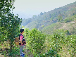 勐库大叶种之西半山--勐库西半山的特点