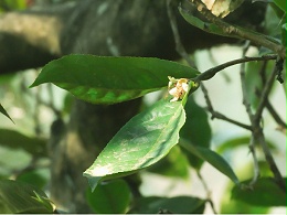 都说春茶贵如油,那你知道春茶与秋茶都有些什么区别？