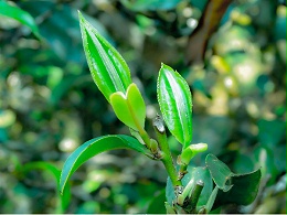 影响茶叶的内含物质因素之--生态环境因素-叶片情茶厂