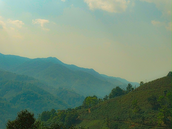 冰岛茶山