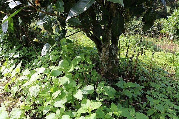 普洱茶茶树