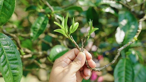 普洱茶茶树