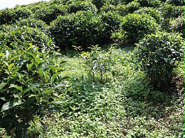 长期使用除草剂对茶叶的品质会造成一个什么样的影响-叶片情茶业