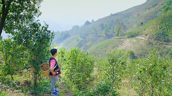 古树茶茶园