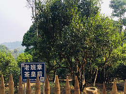 老班章的树种与勐海大叶种有什么细微的不同之处-叶片情茶业