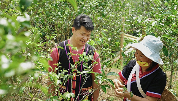 叶片情普洱生茶厂家碧螺春的功效与作用