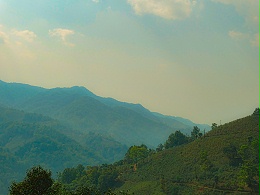 高山好茶