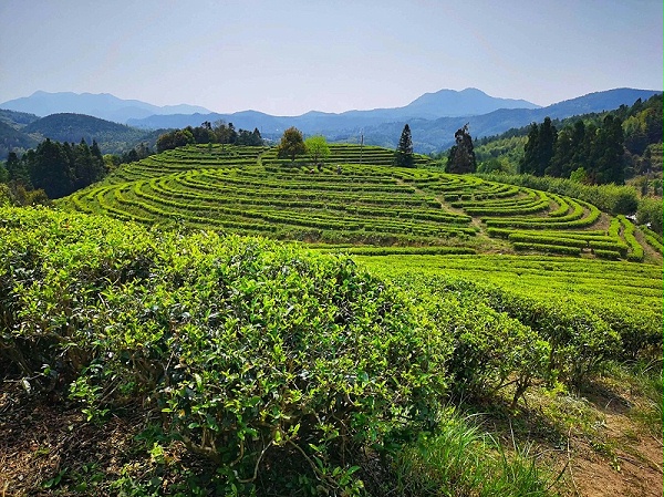 台地茶